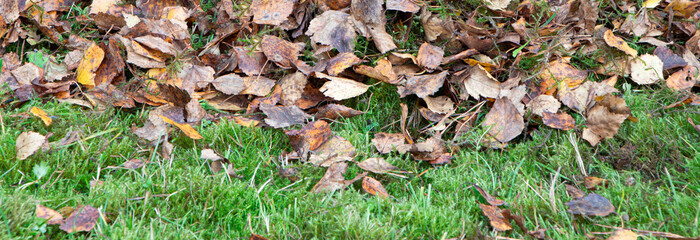 Fallen leaves banner. Autumn time.Green grass and moss