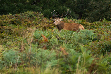 Close-up photo of an adult red deer roaring to attract females who want to mate with him during the rutting season.