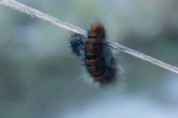 caterpillar on a leaf
