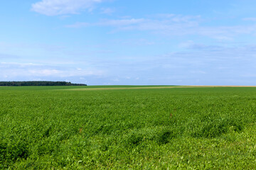 Fototapeta premium agricultural field with growing plants for harvesting food