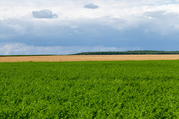 Obraz premium agricultural field with growing plants for harvesting food