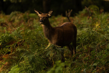 Close-up photo of a doe eating from the bushes during autumn.