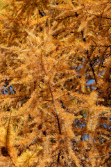 Golden larch branches in autumn, selective focus, vertical orientation.
