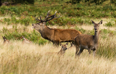 Photo of a red deer protecting hinds from other males that are trying to mate with them during rutting season.