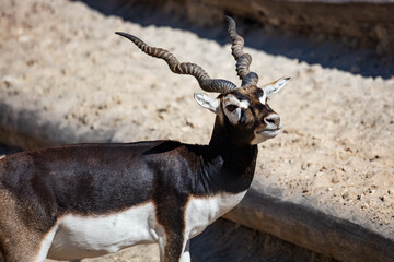 Blackbuck and indian antelope. Mammal and mammals. Land world and fauna. Wildlife and zoology.