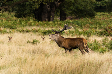 Photo of a red deer protecting hinds from other males that are trying to mate with them during rutting season.