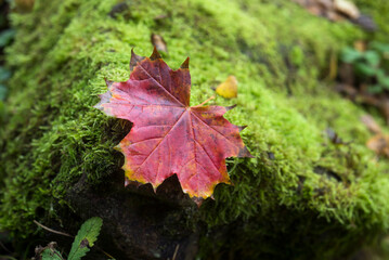 Closeup of red autumnal maple leaf fallen in a public garden