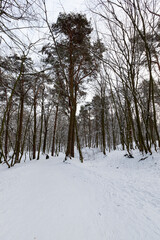 a large number of bare deciduous trees in the winter season