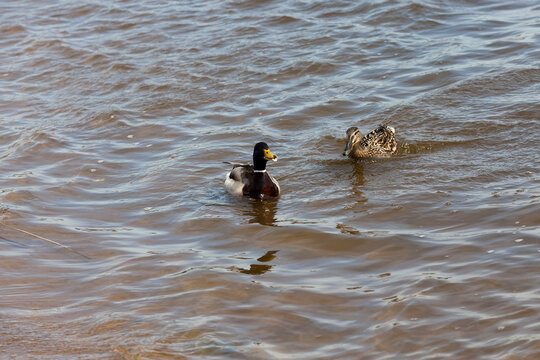 wild ducks floating on the lake