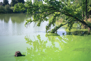 The oak tree is reflected in the calm surface of the lake. Summer Belarusian landscape.
