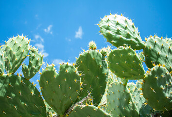 prickly cactus in the desert, Mexico