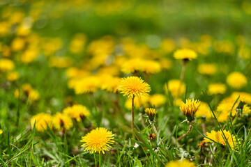 Yellow dandelions on the grass in spring.