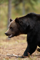 Fototapeta na wymiar Brown bear closeup in the forest
