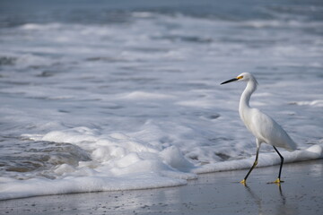 snowy egret on the beach