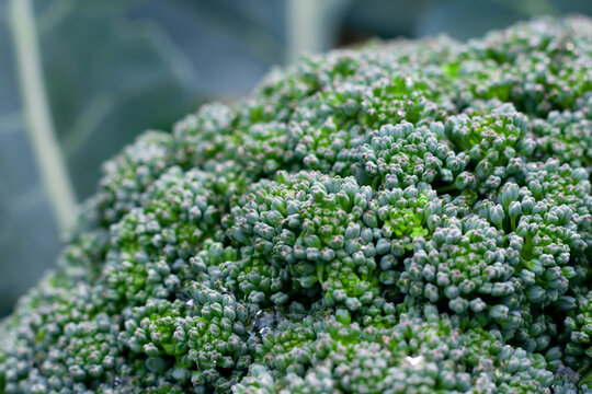 Broccoflower Bilder – Durchsuchen 1,908 Archivfotos, Vektorgrafiken und ...