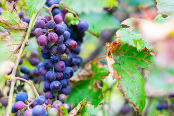Ripe mature grapes is hanging on branch with leaves on autumn season.Grapevine