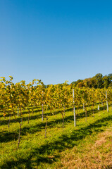 Naklejka premium Aesch, Klus, Weinberge, Rebbergweg, Pfeffingen, Birseck, Baselland, Wanderweg, Landwirtschaft, Herbst, Herbstfarben, Schweiz, Nordwestschweiz