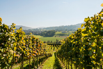 Aesch, Klus, Weinberge, Rebbergweg, Pfeffingen, Birseck, Baselland, Wanderweg, Landwirtschaft, Herbst, Herbstfarben, Schweiz, Nordwestschweiz