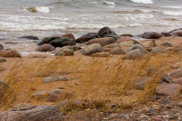 Rocky sea shore, bent in the wind.