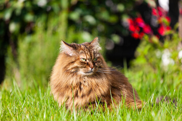 Naklejka na ściany i meble Adorable siberian cat in relax in a garden, brown mackerel hair color