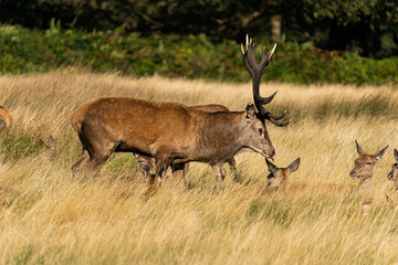 Photo of a red deer protecting hinds from other males that are trying to mate with them during rutting season.