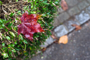 Closeup of red autumnal maple leaf fallen in a public garden