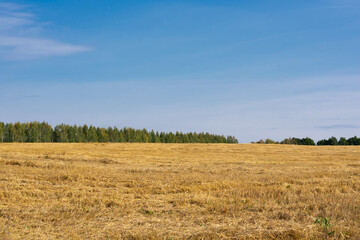Fototapeta premium Agricultural field after reaping seasonal works. Harvesting and cultivation wheat plants. Landscape with forest, cloudy blue sky and golden yellow colored corn field