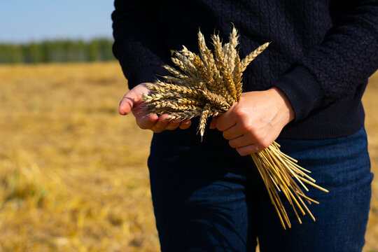 Woman in blue sweater and jeans is holding bunch of mature dried corn wheat sterms. Bread spicas after reaping agricultural field on broghr sunlight, seasonal works