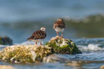 Ruddy Turnstone (Arenaria interpres) perched on a rock by the sea