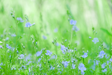 Background of blue flowers of the Veronica plant, among the tall, green grass. No focus. High quality photo - Powered by Adobe