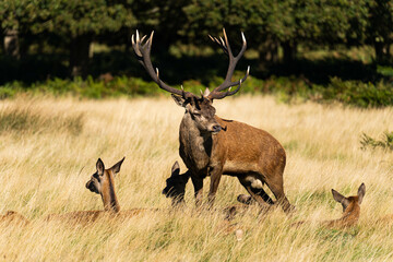 Photo of a red deer protecting hinds from other males that are trying to mate with them during rutting season.