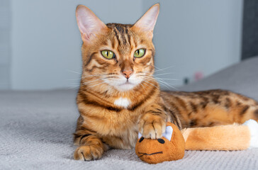 A cute cat is holding its prey in its paws - a toy mouse.