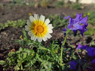 yellow and purple flowers