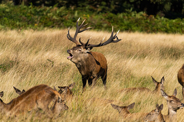 Photo of a red deer protecting hinds from other males that are trying to mate with them during rutting season.