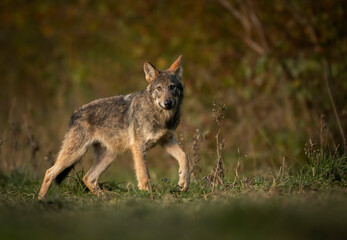 Naklejka na ściany i meble Grey wolf ( Canis lupus ) close up
