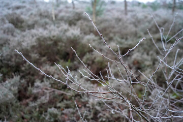 Close up of frost covered branches in winter