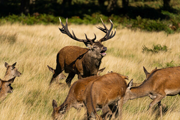 Naklejka na ściany i meble Photo of a red deer protecting hinds from other males that are trying to mate with them during rutting season.