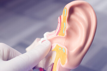 Hearing ear medical model