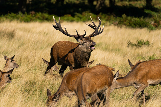 Photo of a red deer protecting hinds from other males that are trying to mate with them during rutting season.