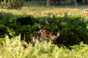 Close-up photo of a fallow deer eating between the bushes at Richmond Park, London, United Kingdom.