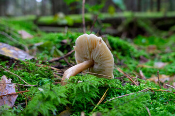 Beautiful autumn forest mushroom in the forest. Wild food and macro photoography