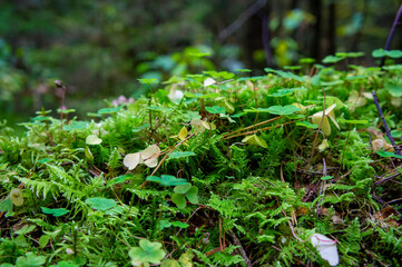 Beautiful autumn forest mushroom in the forest. Wild food and macro photoography