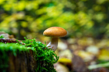 Beautiful autumn forest mushroom in the forest. Wild food and macro photoography