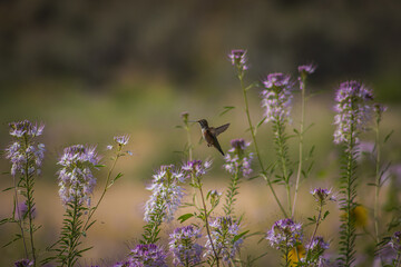 Flying hummingbird in an incredibly beautiful flowering field, the best background