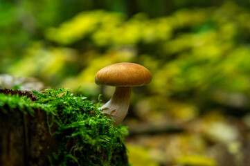 Beautiful autumn forest mushroom in the forest. Wild food and macro photoography