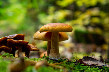 Beautiful autumn forest mushroom in the forest. Wild food and macro photoography