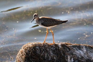 Greater Yellowlegs standing up on a rock on the shore of a marsh