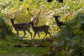 Close-up photo of a fallow deer eating between the bushes at Richmond Park, London, United Kingdom.