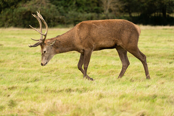 Close-up photo of a young red deer searching for hinds that are not mating with other males so he can procreate during the rutting season in autumn.