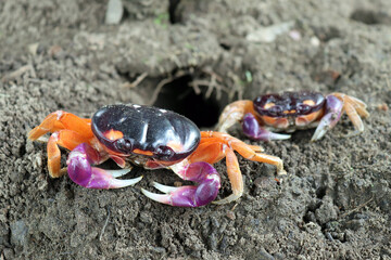 Halloween Crab in Sand with Purple Body, Purple and White Claws, Orange Legs, Orange and White Spots